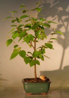 River Birch Bonsai Tree (betula nigra)