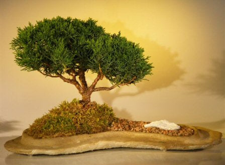 Shimpaku Juniper Bonsai Tree Planted on a Rock Slab (juniperus chinensis)