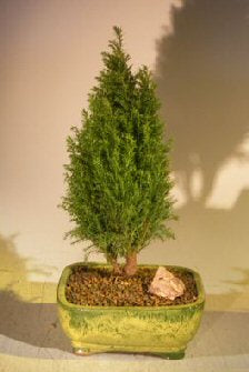 European Cypress Evergreen Bonsai Tree (chamaecypari Iawsoniana 'ellwoodii')