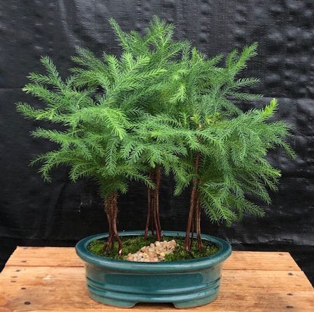 Norfolk Island Pine Bonsai Tree Three (3) Tree Forest Group (araucaria heterophila)