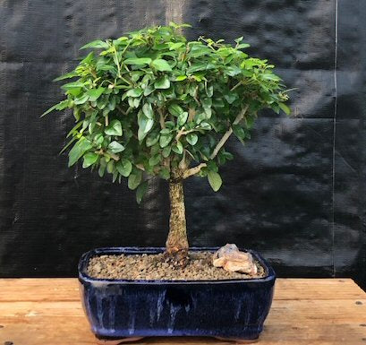 Flowering Parrot's Beak Bonsai Tree - Large (gmelina philippensis)