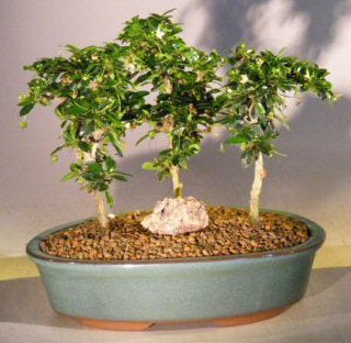 Flowering Fukien Tea Bonsai Tree Three Tree Forest Group - Small (ehretia microphylla)