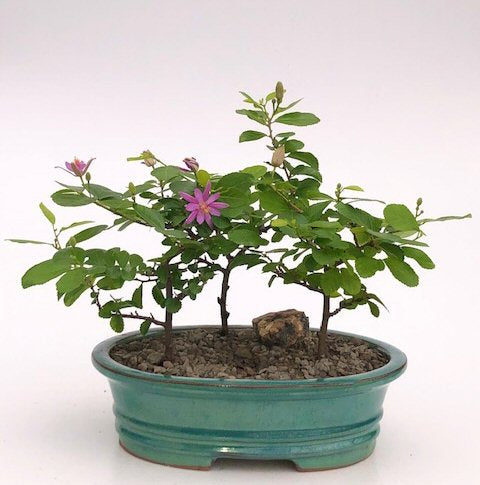 Flowering Lavender Star Flower Bonsai 3 Tree Forest Group (Grewia Occidentalis)
