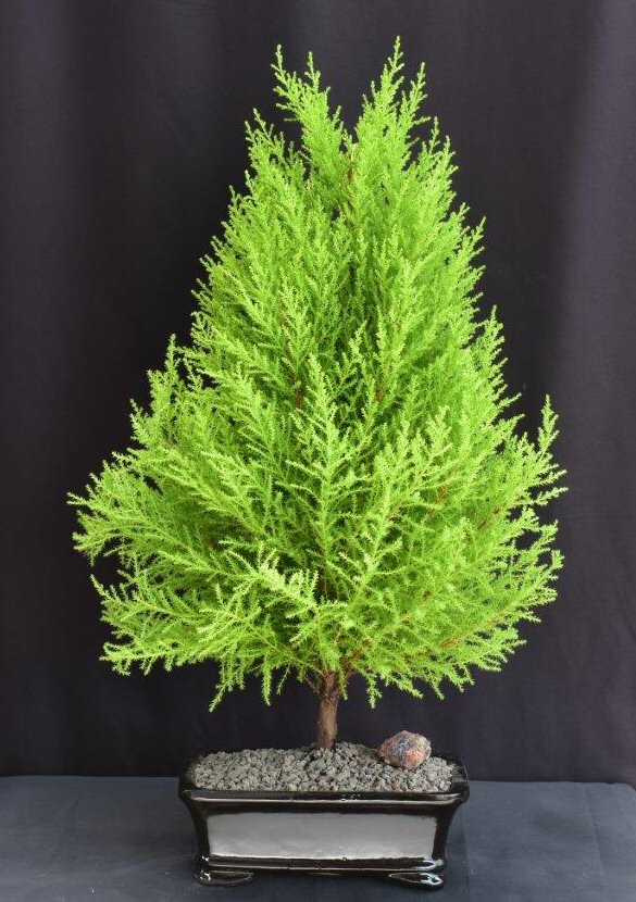 Lemon Cypress Bonsai Tree - Large (cupressus macrocarpa)