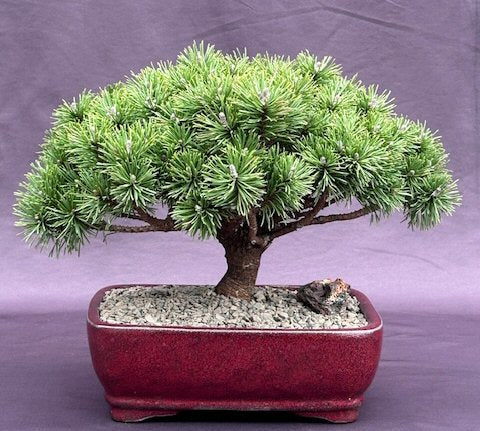 Mugo Pine Bonsai Tree Large (pinus mugo 'valley cushion')