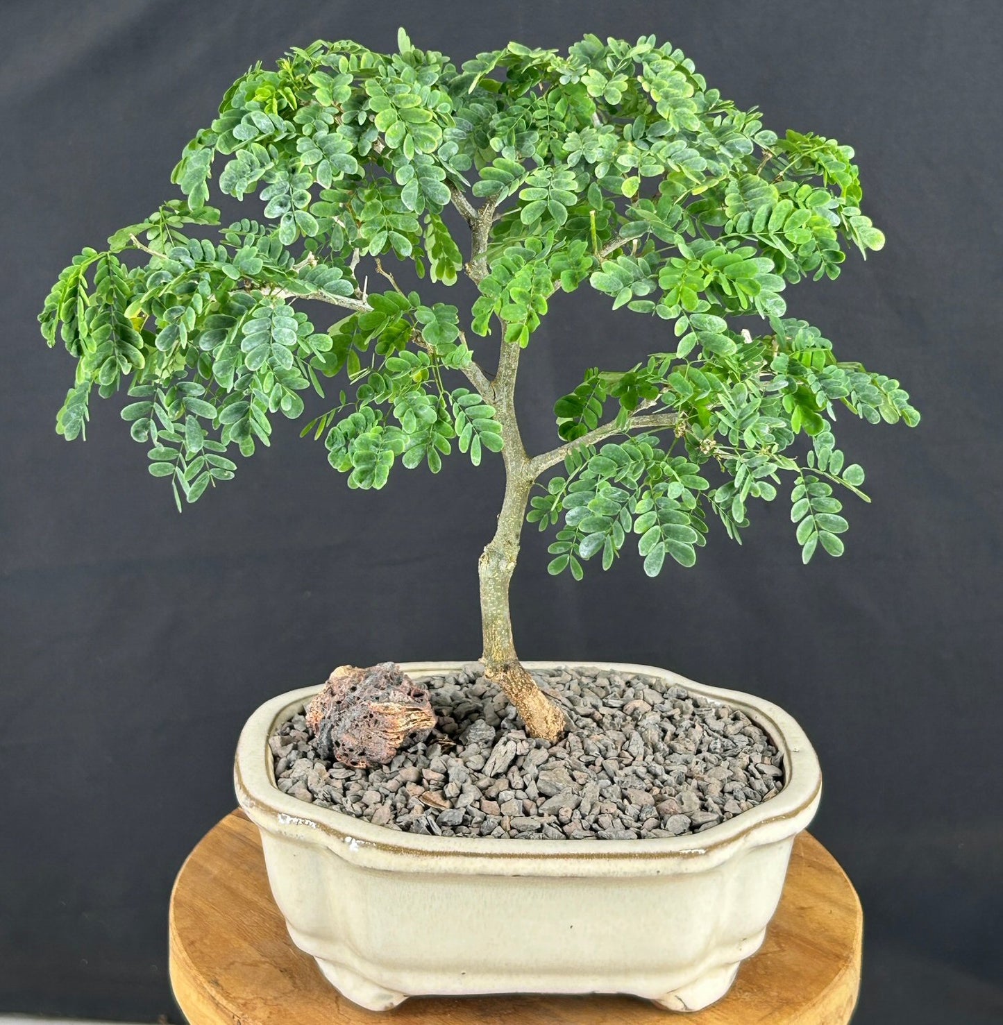 Flowering Brazilian Raintree Bonsai Tree - Small (pithecellobium tortum)