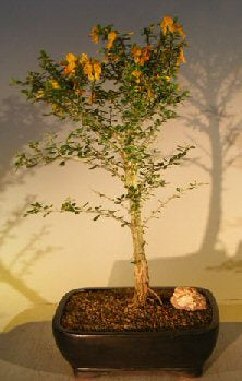 Flowering Jamaican Raintree Bonsai Tree (brya ebenus)