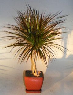 Dracena Bonsai Tree Braided Trunk (dracena marginata)