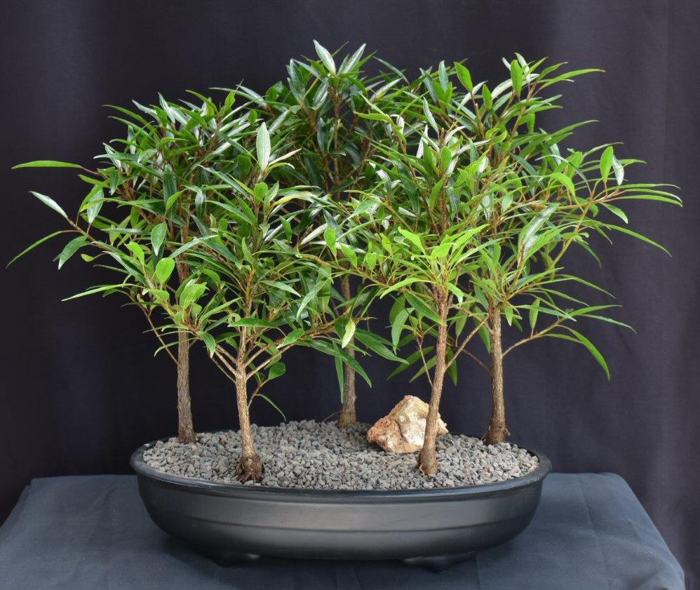 Willow Leaf Ficus Bonsai Tree 5 Tree Forest Group (ficus nerifolia/salicafolia)
