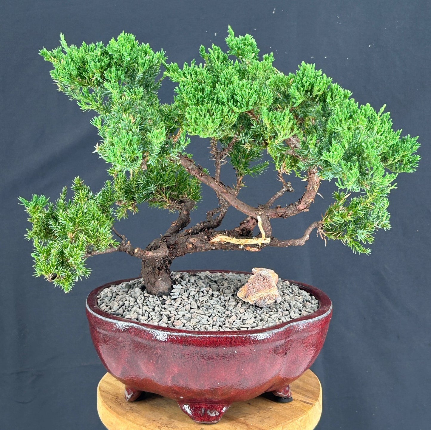 Juniper Bonsai Tree - Trained in Jin Style (juniper procumbens nana)