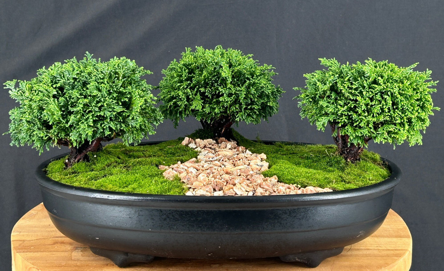 Tsukomo Cypress Bonsai Tree Three (3) Tree Forest Group (chamecyparis "tsukomo")