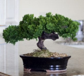 Monterey Juniper Single Trunk Preserved Bonsai Tree (Preserved - Not a Living Tree)
