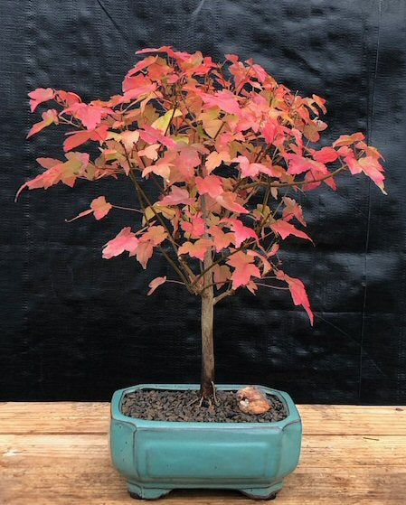Trident Maple Bonsai Tree (Acer Buergerianum)
