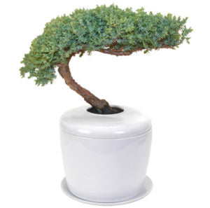 Indoor & Outdoor Plants