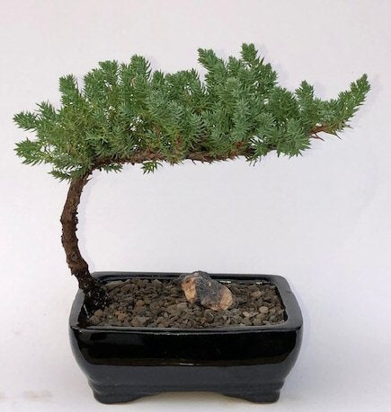 Juniper Bonsai Tree-Small   (Juniper Procumbens "nana")
