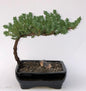 Juniper Bonsai Tree-Small   (Juniper Procumbens "nana")