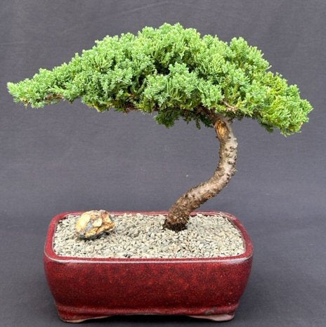 FREE SHIPPING ON THIS TREE Juniper Bonsai Tree - Large   (Juniper Procumbens "nana")