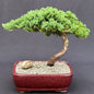 FREE SHIPPING ON THIS TREE Juniper Bonsai Tree - Large   (Juniper Procumbens "nana")