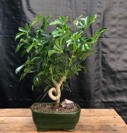 Hawaiian Umbrella Bonsai Tree - Medium  Coiled Trunk Style   (Arboricola Schefflera 'Luseanne')