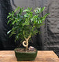 Hawaiian Umbrella Bonsai Tree - Medium  Coiled Trunk Style   (Arboricola Schefflera 'Luseanne')