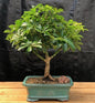 Hawaiian Umbrella Bonsai Tree - Medium  (Arboricola Schefflera 'Luseanne')