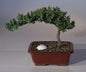 Juniper with Fairway Golf Ball   (Juniper Procumbens "nana")
