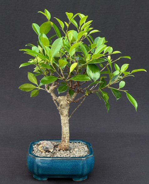 Ficus Retusa Bonsai Tree - Medium  (Ficus Retusa)