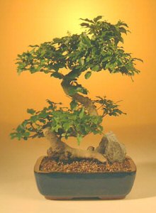 Flowering Ligustrum Bonsai Tree - Large Curved Trunk Style   (ligustrum lucidum)