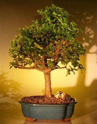 Baby Jade Bonsai Tree - Extra Large   (Portulacaria Afra)