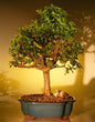 Baby Jade Bonsai Tree - Extra Large   (Portulacaria Afra)