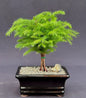 Norfolk Island Pine Bonsai Tree - Medium   (Araucaria Heterophila)