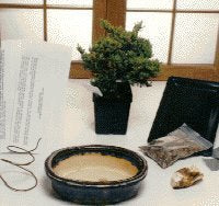 Basic Starter Kit - Juniper Procumbens Make Your Own Bonsai Tree