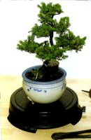 Bonsai Turntable  Indoor or Outdoor - 6" Round Diameter