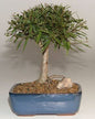 Willow Leaf Ficus Bonsai Tree  Complete Starter Kit