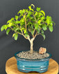 Ficus 'Too Little' Bonsai Tree - Small  (ficus benjamina "too little")