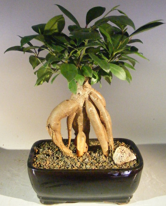 Ginseng Ficus Bonsai Tree - Medium   (Ficus Retusa)