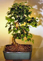 Flowering Ligustrum Bonsai Tree with Curved Trunk-Medium  (ligustrum lucidum)