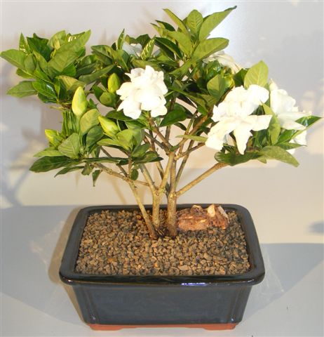 Flowering Gardenia Bonsai Tree - Multi Trunk Style   (gardenia jasminoides)