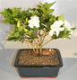 Flowering Gardenia Bonsai Tree - Multi Trunk Style   (gardenia jasminoides)