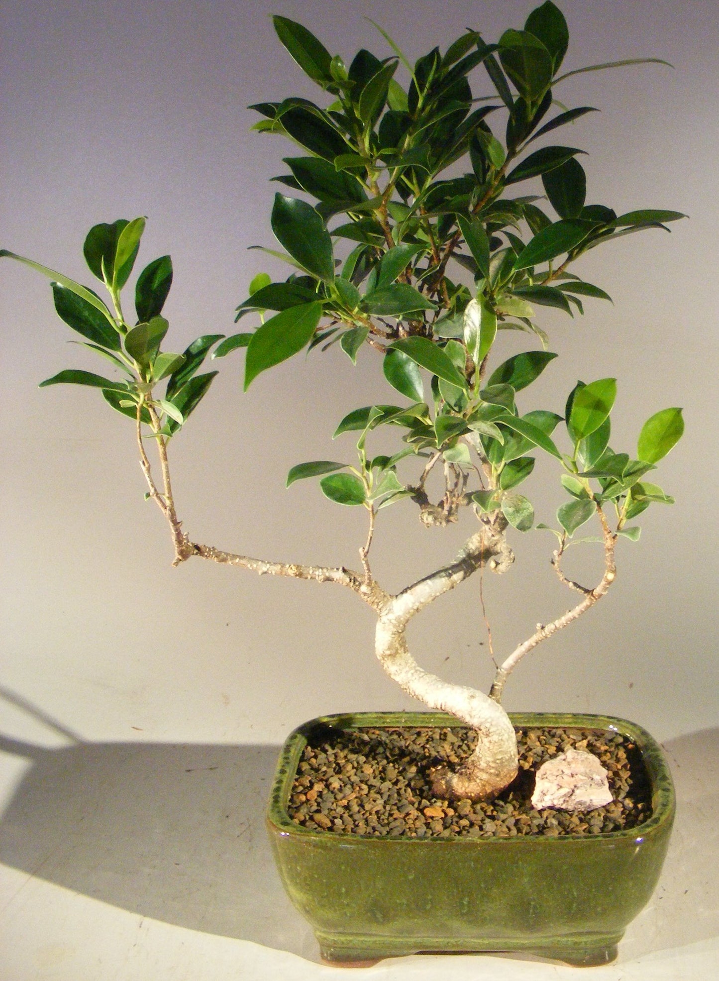 Ficus Retusa Bonsai Tree - Small  Curved Trunk Style