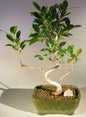 Ficus Retusa Bonsai Tree - Small  Curved Trunk Style