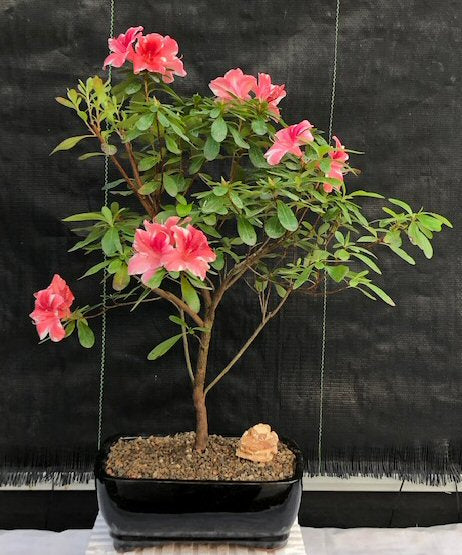 Flowering Tropical Azalea  (Rhododendron  'dogwood')