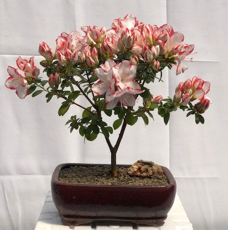 Flowering Azalea Bonsai Tree   (Azalea Japonica 'Sachsenstern')