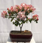 Flowering Azalea Bonsai Tree   (Azalea Japonica 'Sachsenstern')