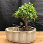 Baby Jade Bonsai Tree Land/Water Pot With Scalloped Edges (Portulacaria Afra)