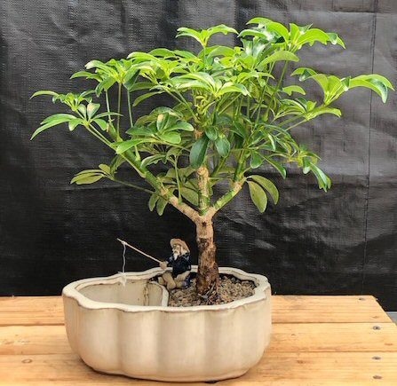 Hawaiian Umbrella Bonsai Tree  Land/Water Pot with Scalloped Edges (arboricola schefflera 'luseanne')