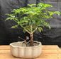 Hawaiian Umbrella Bonsai Tree  Land/Water Pot with Scalloped Edges (arboricola schefflera 'luseanne')