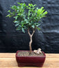 Flowering Jaboticaba Bonsai Tree - Small   (eugenia cauliflora)