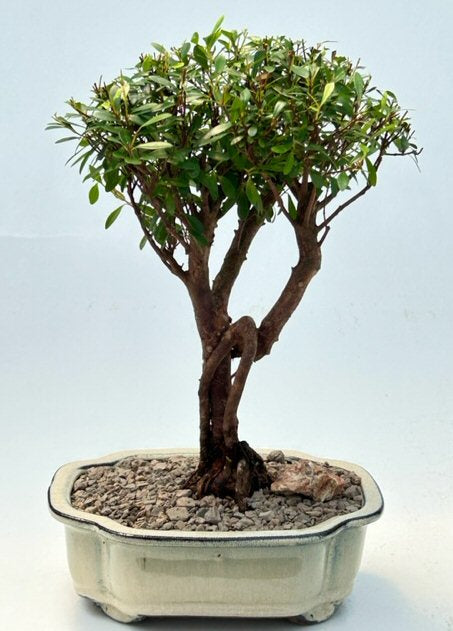 Flowering Chinese Myrtle Bonsai Tree  (myrtus communis 'compacta')