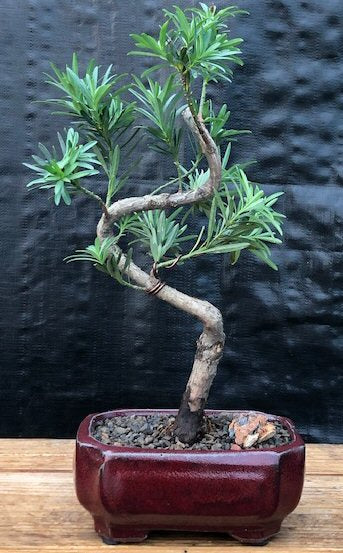 Flowering Podocarpus Bonsai Tree "curved" - Small  (podocarpus macrophyllus)